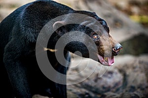 Sun Bear Helarctos malayanus photo