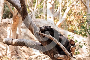 Sun bear Helarctos malayanus sleeps on a tree