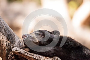 Sun bear Helarctos malayanus sleeps on a tree