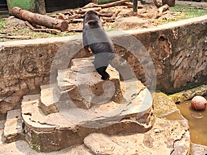 sun bear, & x28;Helarctos malayanus& x29; walking in an enclosure at ragunan zoo