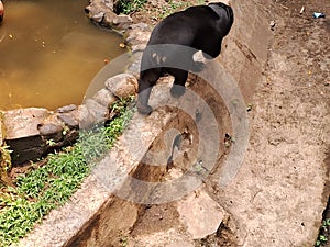 sun bear, & x28;Helarctos malayanus& x29; walking in an enclosure at ragunan zoo