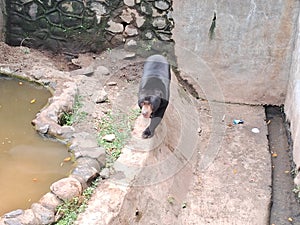 sun bear, & x28;Helarctos malayanus& x29; walking in an enclosure at ragunan zoo