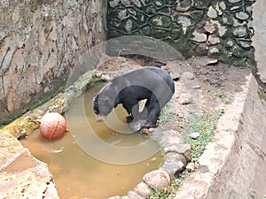 sun bear, & x28;Helarctos malayanus& x29; walking in an enclosure at ragunan zoo