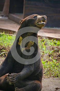 A Sun Bear (Helarctos malayanus) walking and sitting