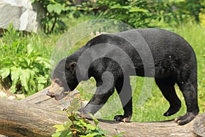 Sun bear