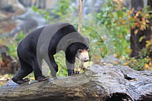 Sun bear