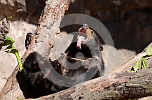 Sun bear on tree yawning