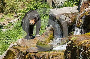 Sun Bear Waterfall