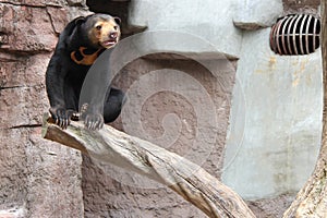 Sun bear