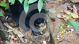 Sun Bears on Borneo Helarctos malayanus euryspilus are sufficiently different from those on the Asian mainland and Sumatra