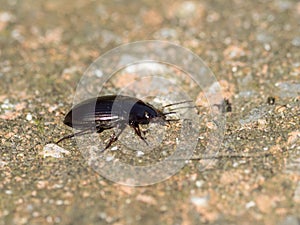 Sun Beetle Amara Species on Sussex track photo