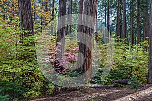 The sun is beginning to set in this Redwood Forest casting long showdows on the forest floor photo