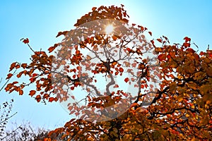 Sun behind a Bonsai tree