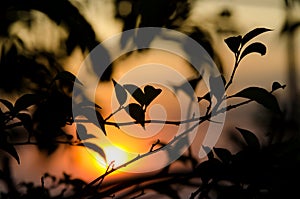 The sun behind the bushes