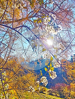 The sun behind Clematis Vitalba, Kyiv Botanical Garden, Ukraine