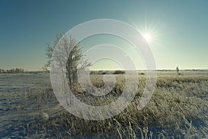 The sun behind a hoarfrosted tree in a field