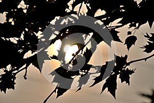 Sun behind leaves