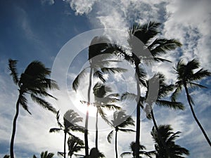 Sun behind palm tree`s