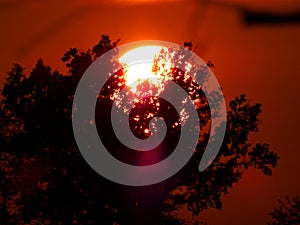 The sun behind the tree