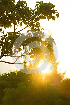 Sun behind tree leaf sunset