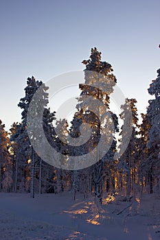 sun behind trees covered in snow in finnish Lapland
