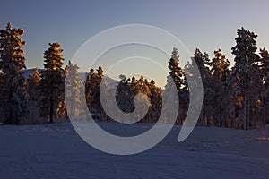 sun behind trees in Levi in finnish Lapland