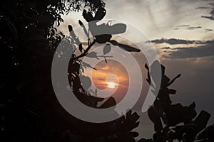 The sun behind the trees silhouette. Sunrise and sunset backgrounds. Natural backgroundt