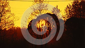 The sun behind the trees at sunset