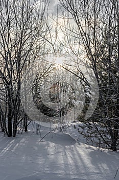 Sun from behind the trees in winter