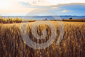 Sun behind a wheat field. Beautiful landscape