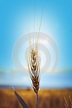 Sun behind a wheat field. Beautiful landscape