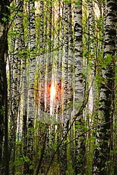 Sun in birches