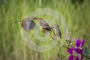 Sun-bird (Nectarinia jugularis) Female feeding new born