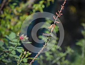 Sun bird resting on a aloe vera flowers