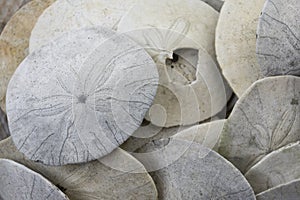 Sun Bleach Sand Dollar Shells Close Up