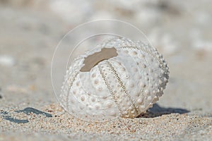 Sun-bleached skeleton of a sea urchin washed ashore.