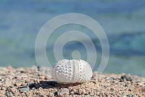 Sun-bleached skeleton of a sea urchin washed ashore on a stony beach of the Red Sea