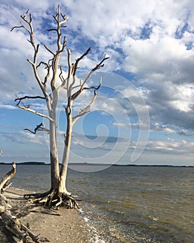 Sun-Bleached Tree on Assateague Island National Seashore`s Bayside