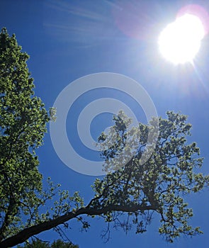 SUN IN BLUE SKY ABOVE GREEN FOLIAGE ON A TREE