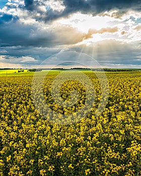 The sun breaking through storm clouds in a flowering rapeseed field.