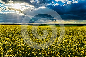 The sun breaking through storm clouds in a flowering rapeseed field.