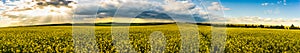 The sun breaking through storm clouds in a rapeseed field. Panorama.