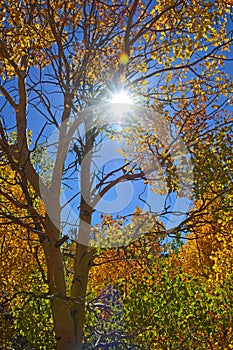 The Sun breaking though Fall Time Aspens
