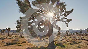 Sun breaks through the branches of Joshua tree in Joshua tree national park. Gimbal 4K shot