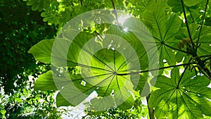 The sun breaks through the leaves in the tropical garden, Jardin Botanico Nacional de Santo Domingo