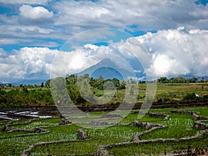 Volcano with rice paddies foreground, flores, Indonesia photo