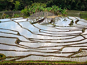 Rice Paddies casting bright reflection from the sky, flores, Indonesia photo