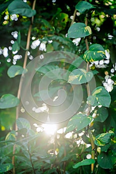 The sun breaks through the tropical plants in the jungle of Bali.