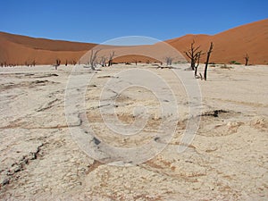 Sun burnt land with dead trees in Deadvlei