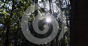 Sun burst in the forest, Sunlight shining through tree branches in summer